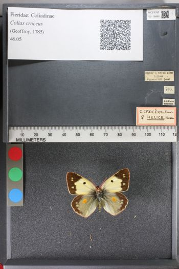 Media type: image;   Entomology 118880
